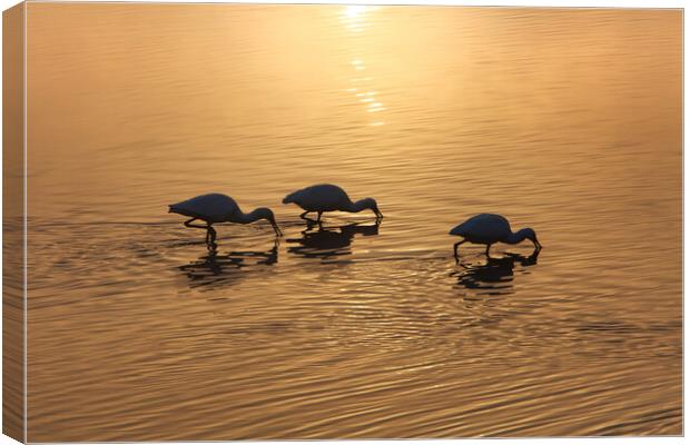 Dawn on the lake. Wintering birds in Israel Canvas Print by Olga Peddi