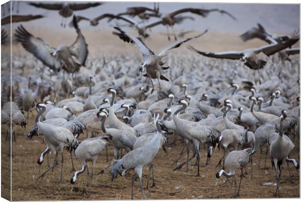 Wintering populations of Cranes in Israel Canvas Print by Olga Peddi