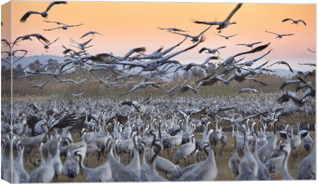 Feeding of the cranes at sunrise Canvas Print by Olga Peddi