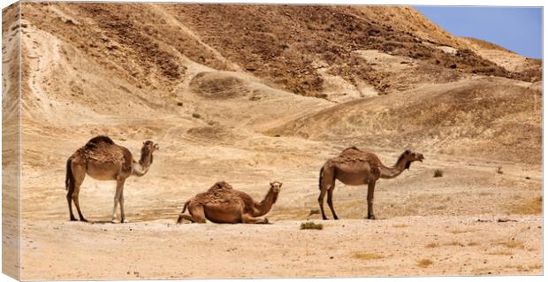 Israel, Negev Desert, A herd of Arabian camels Canvas Print by Olga Peddi