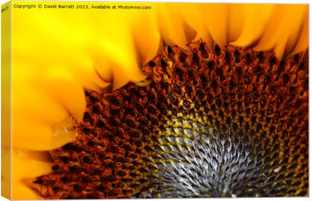 Close-up of a Sunflower with a ray of sunshine Canvas Print by David Barratt