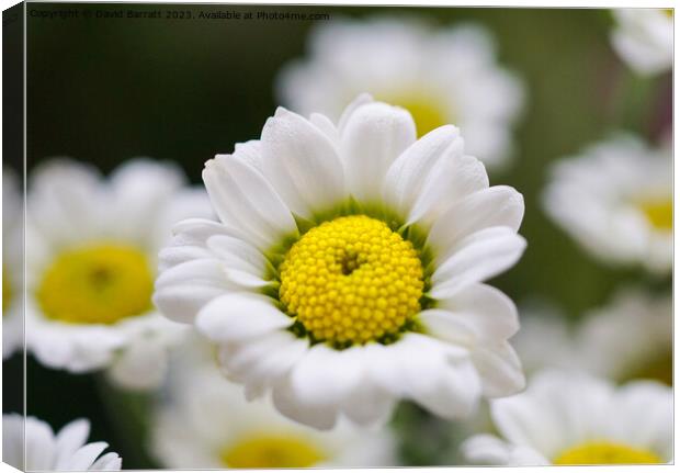 Closeup of white daisy like flower Canvas Print by David Barratt
