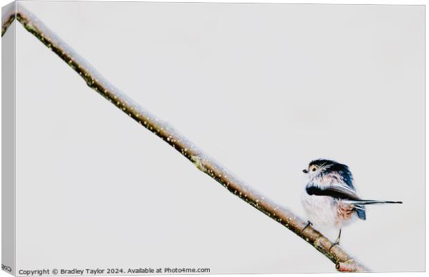 Uphill Climb for Long Tailed Tit Canvas Print by Bradley Taylor