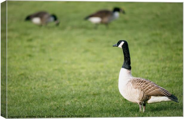 Canadian Geese Grazing, Yorkshire Canvas Print by Bradley Taylor