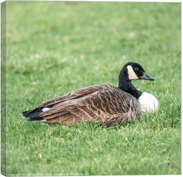 Canada Goose Square Canvas Print by Bradley Taylor