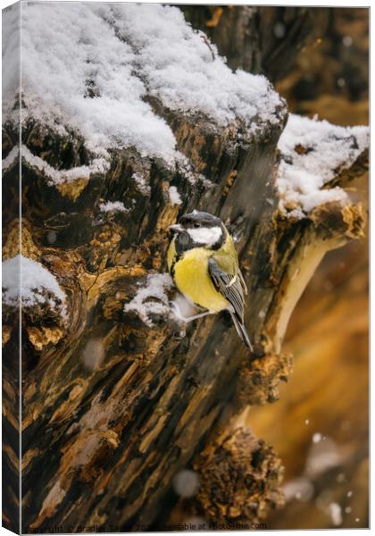 Great Tit in Snow Canvas Print by Bradley Taylor