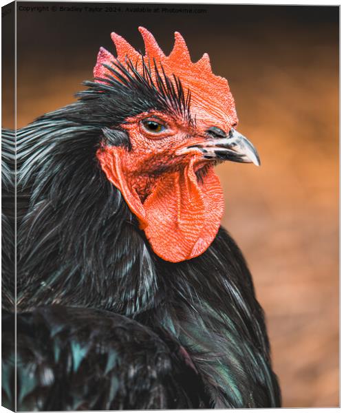 Cockerel Portrait - Rooster at Dawn Canvas Print by Bradley Taylor
