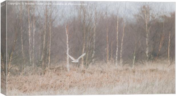 Barn Owl Flying in Silver Birch Trees, West Yorksh Canvas Print by Bradley Taylor