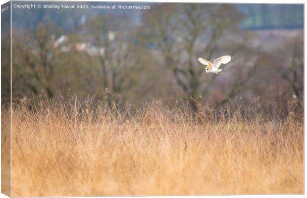 Barn Owl Flying Above Meadow Canvas Print by Bradley Taylor