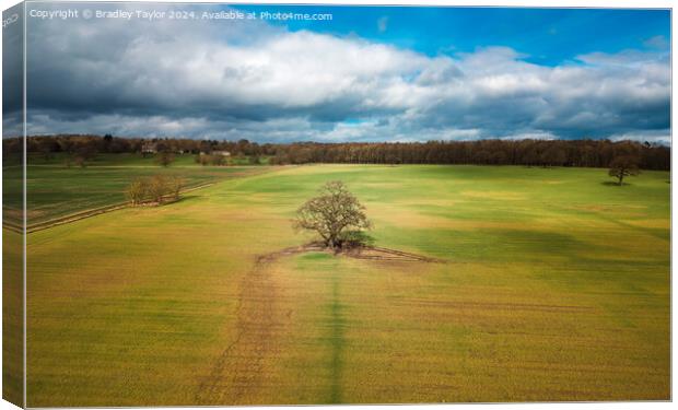 Tree in a Field on Farnley Hall Estate, West Yorks Canvas Print by Bradley Taylor