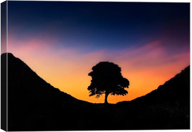 The Sycamore Tree Canvas Print by Zap Photos