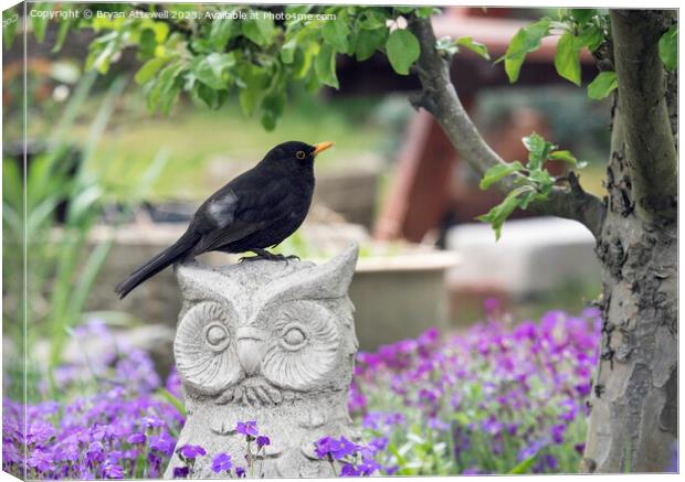 Blackbird in Garden Canvas Print by Bryan Attewell