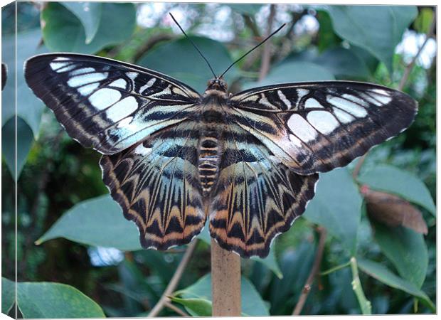 Blue Clipper Butterfly, Parthenos sylvia Canvas Print by George Young