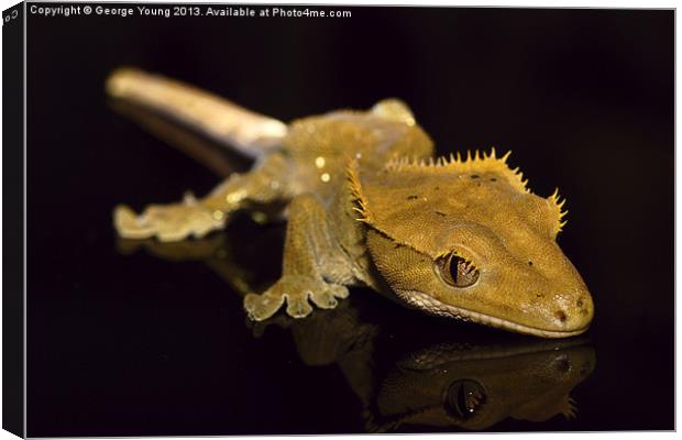 Holly the Crested Gecko Canvas Print by George Young