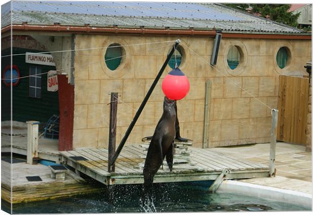 Sea Lion Canvas Print by George Young