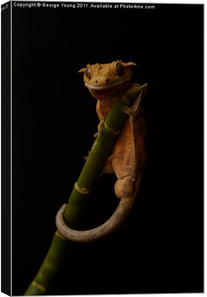 Harry The Crestie Canvas Print by George Young