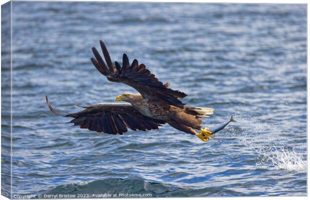 White Tailed Sea Eagle Canvas Print by Darryl Bristow