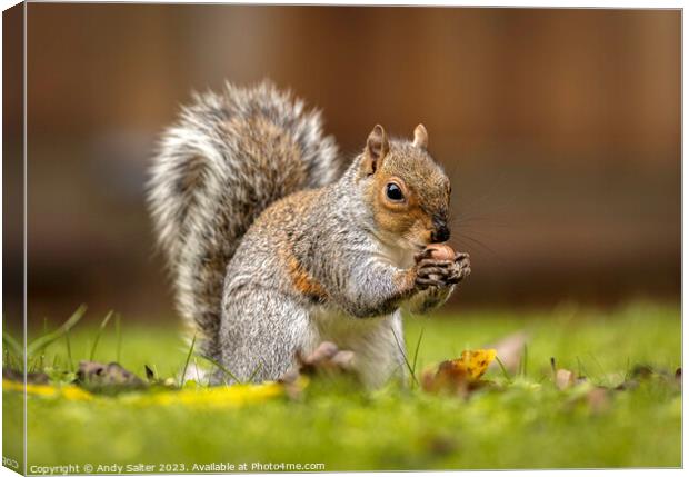 Grey Squirrel eating Hazlenut on Grass Canvas Print by Andy Salter