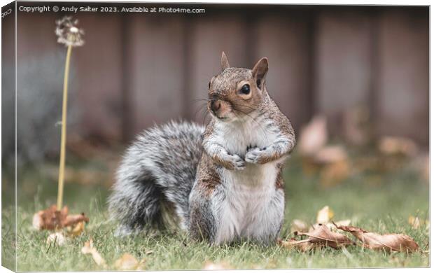 A Grey Squirrel Standing on Grass Canvas Print by Andy Salter