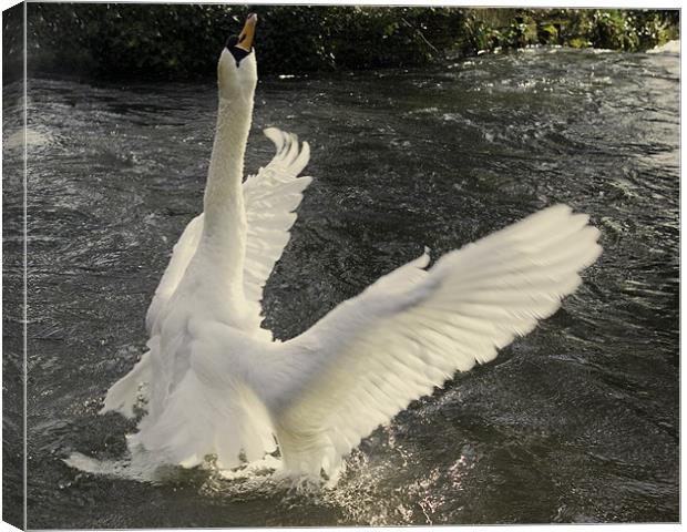 Swan angel Canvas Print by Alan Pickersgill