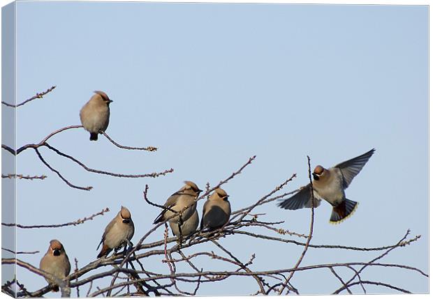 Waxwing gathering Canvas Print by Alan Pickersgill