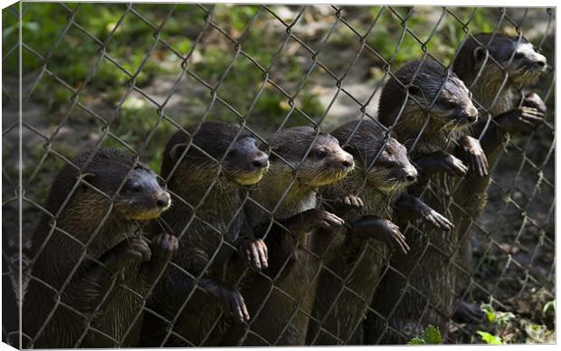 Feed us Canvas Print by Alan Pickersgill