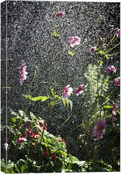 Rain flower Canvas Print by Alan Pickersgill