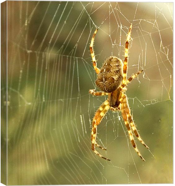 Spider Canvas Print by Alan Pickersgill