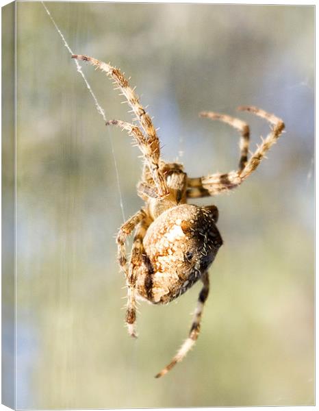 Spider 2 Canvas Print by Alan Pickersgill