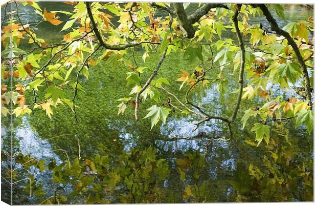 Reflected Leaves Canvas Print by Alan Pickersgill
