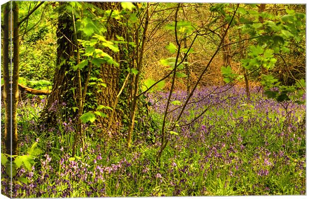 Bluebell Wood Canvas Print by Alan Pickersgill