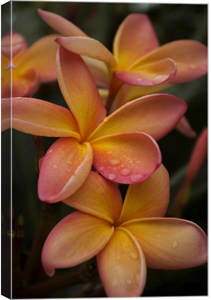 Frangipani Flowers after a shower Canvas Print by Alan Pickersgill
