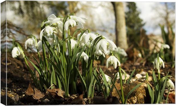 Snowdrop group Canvas Print by Alan Pickersgill