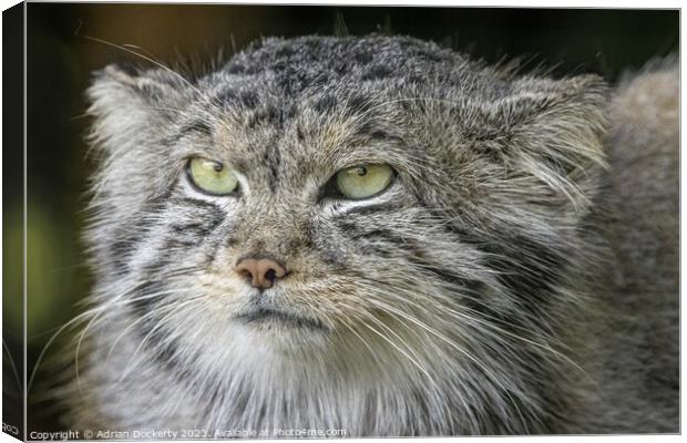 Pallas Cat Canvas Print by Adrian Dockerty