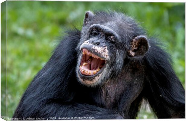 Laughing chimp Canvas Print by Adrian Dockerty