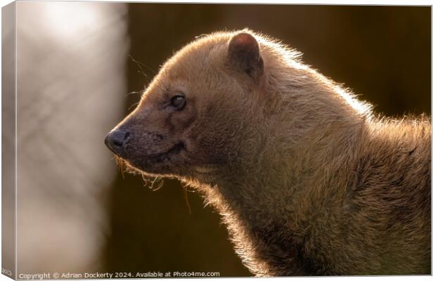 A close up of a Bush Dog Canvas Print by Adrian Dockerty