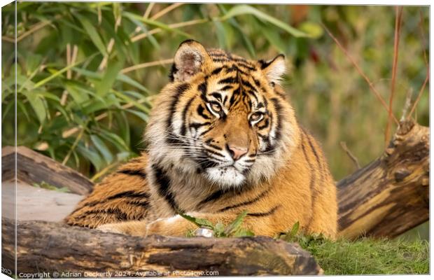 Sumatran tiger cub  Canvas Print by Adrian Dockerty