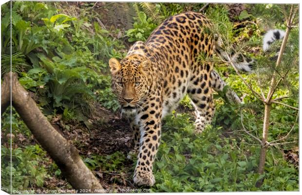 A leopard walking in a forest Canvas Print by Adrian Dockerty