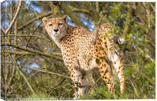 Cheetah Portrait Canvas Print by Adrian Dockerty