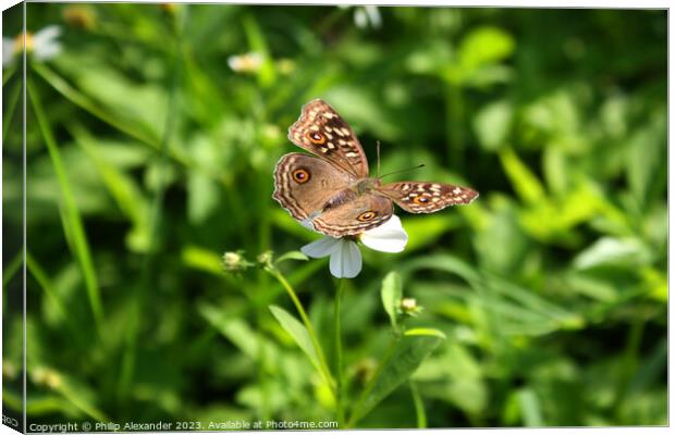 Butterfly on Flower Canvas Print by Philip Alexander