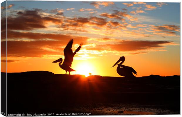 Sunrise Pelicans Canvas Print by Philip Alexander