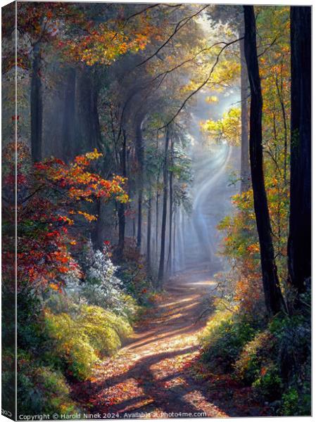 Autumn Woodland I Canvas Print by Harold Ninek