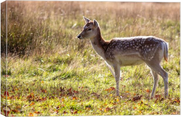 Backlit Bambi Canvas Print by Tony Davis