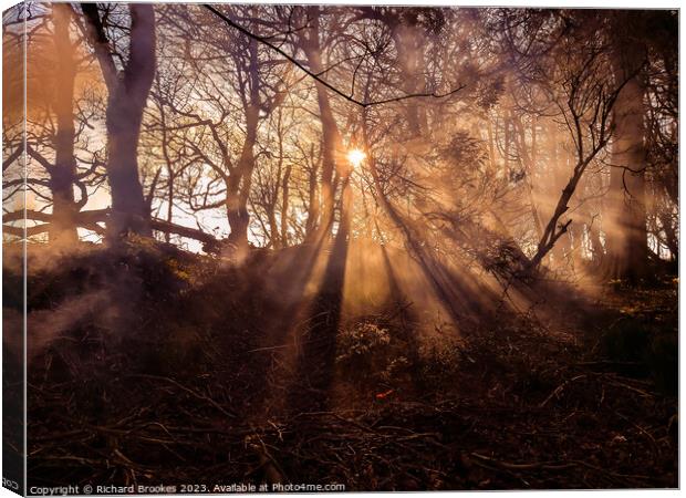 Forest Sunset with Hazy Golden Rays Canvas Print by Richard Brookes