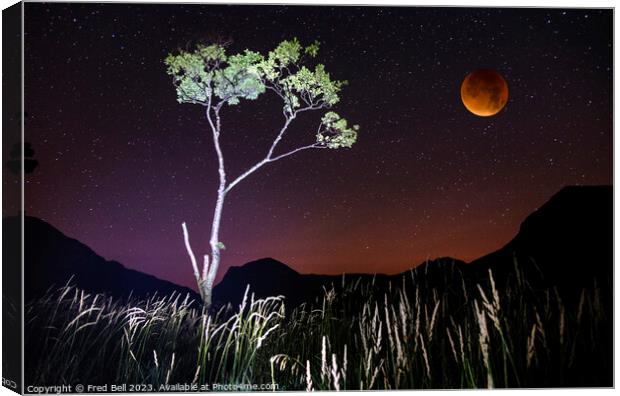 Buttermere tree at night  Canvas Print by Fred Bell