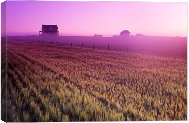 Durum Wheat Field Canvas Print by Dave Reede