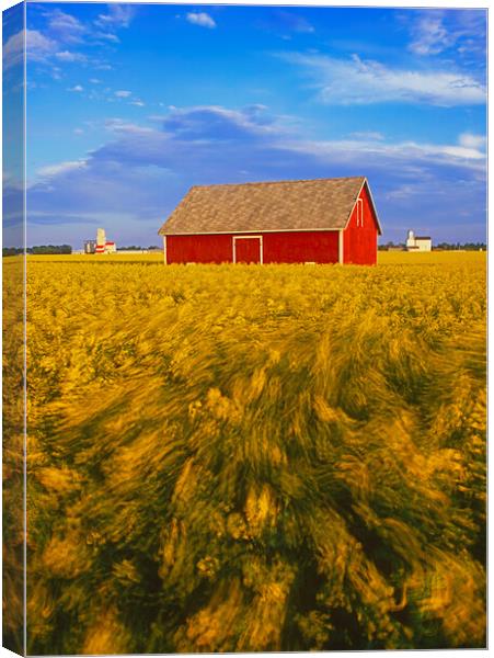 a field of bloom stage canola with shed and grain elevators in the backgroundin the background Canvas Print by Dave Reede