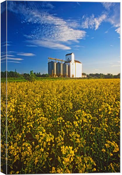 canola field with grain elevator Canvas Print by Dave Reede