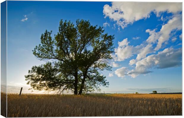 tree in a field of mature wheat Canvas Print by Dave Reede