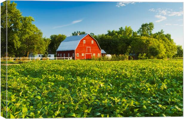 Soybean Field and Red Barn Canvas Print by Dave Reede
